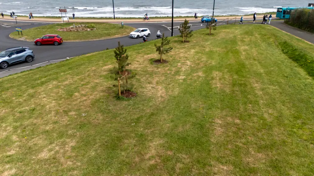 Microsite UK Woodland creation and reforestation, Urban Tree Planting Services | Microsite | Microsite