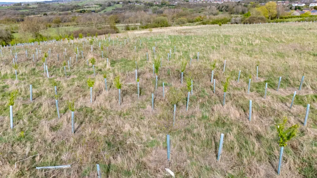 tree planting and woodland creation