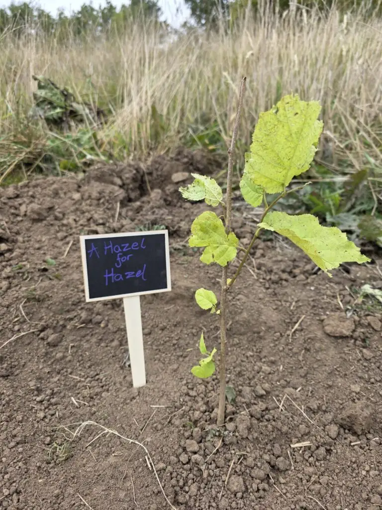 Labelled tree Community woodland creation
