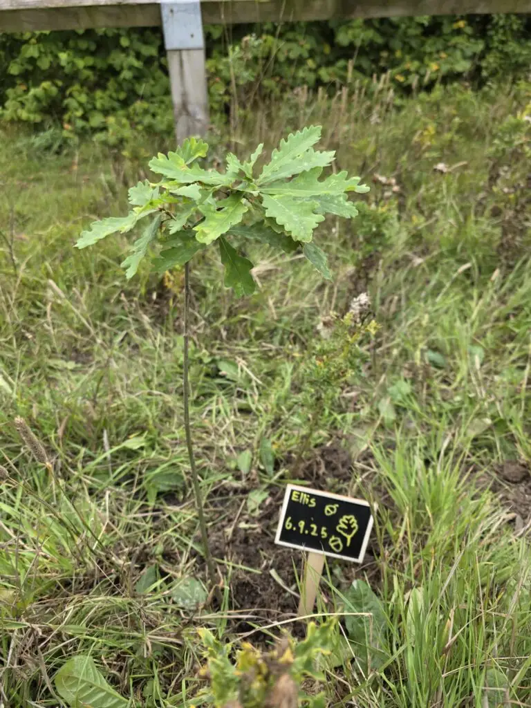 Member of public Community woodland creation
