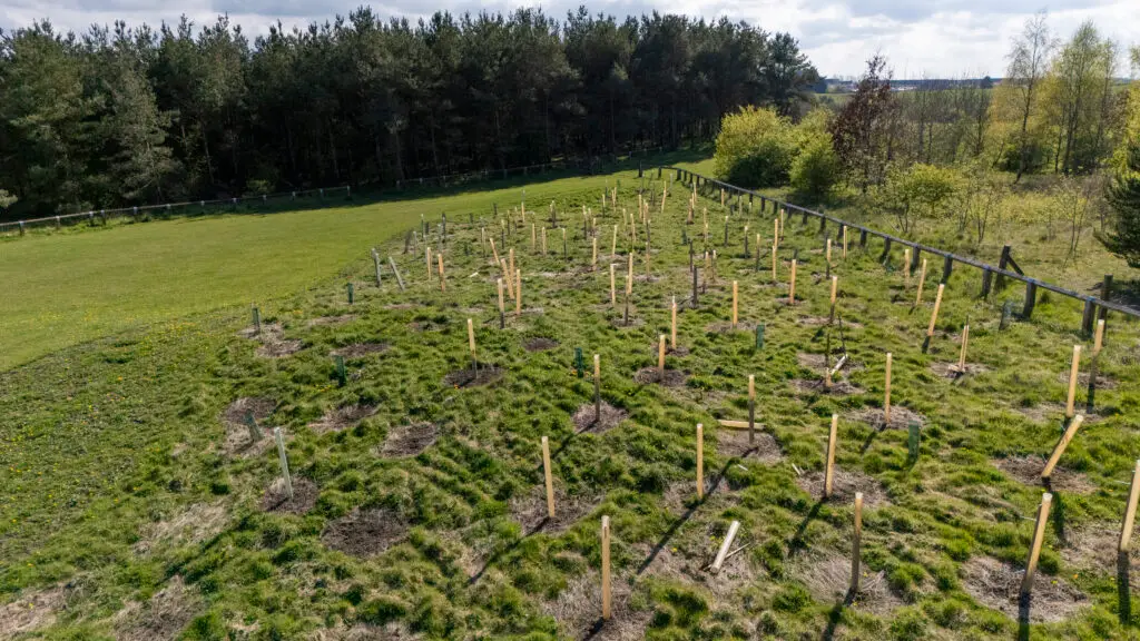 Microsite UK Woodland creation & reforestation
